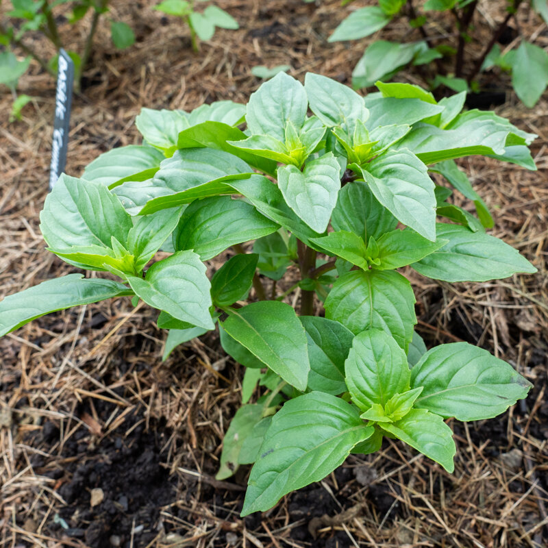 Basil and Tulsis - Cinnamon