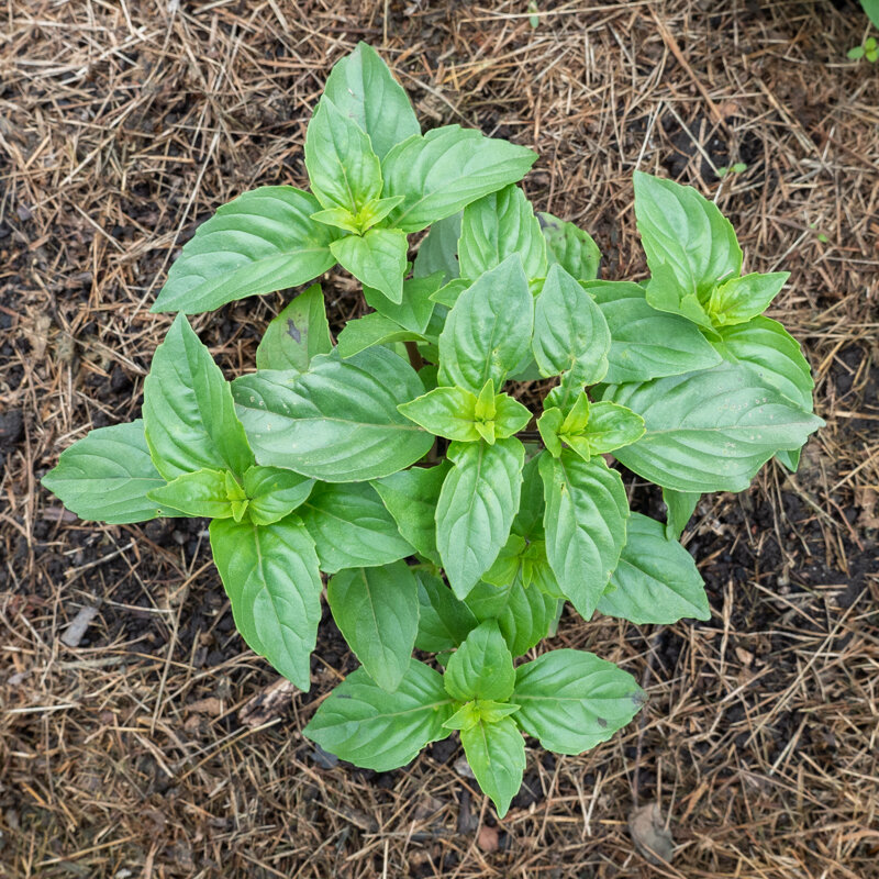 Basil and Tulsis - Cinnamon