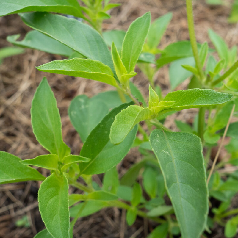 Basil and Tulsis - Small Leaved Lemon