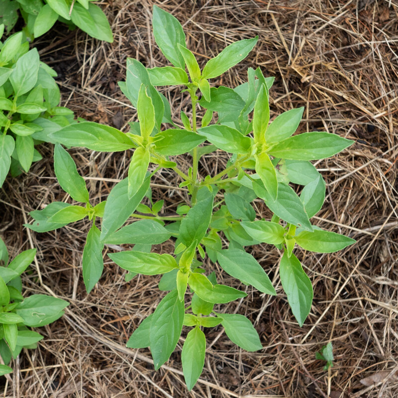 Basil and Tulsis - Small Leaved Lemon