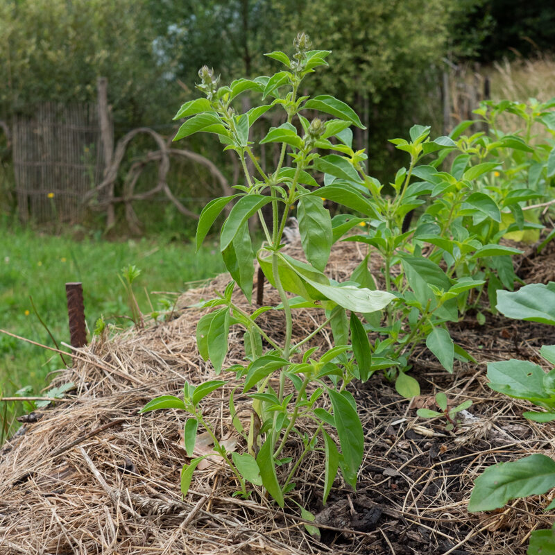 Basil and Tulsis - Small Leaved Lemon