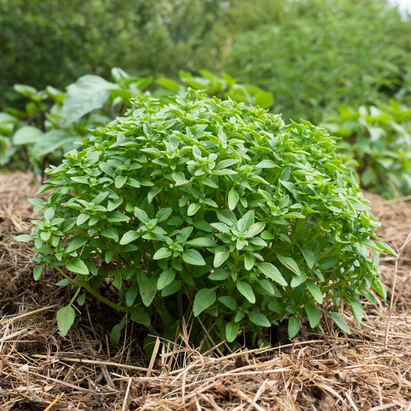 Basil and Tulsis - Greek