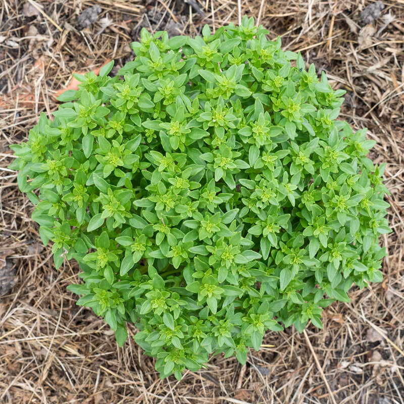 Basil and Tulsis - Greek