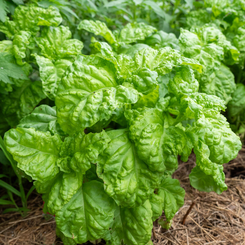 Basil and Tulsis - Lettuce Leaf