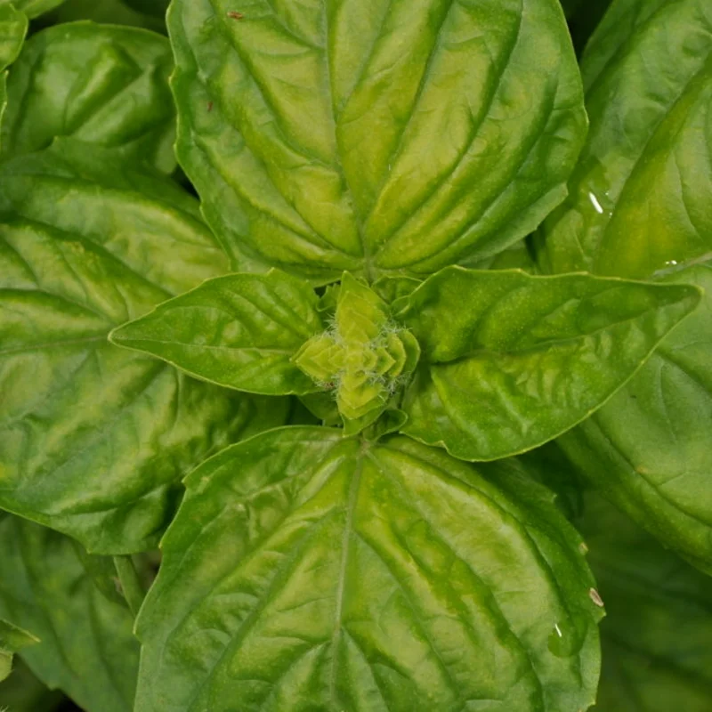 Basil and Tulsis - Lettuce Leaf