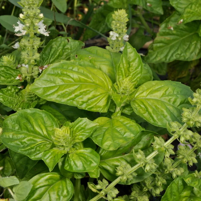 Basil and Tulsis - Lettuce Leaf