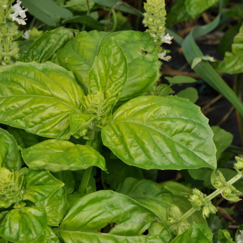 Basil and Tulsis - Lettuce Leaf