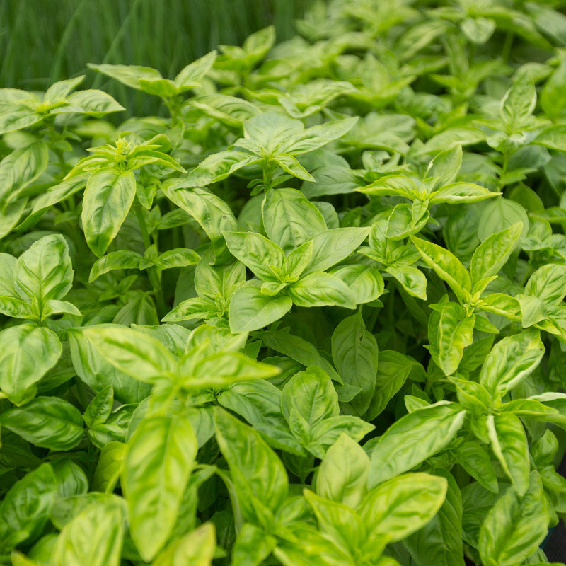 Basil and Tulsis - Large Leaf