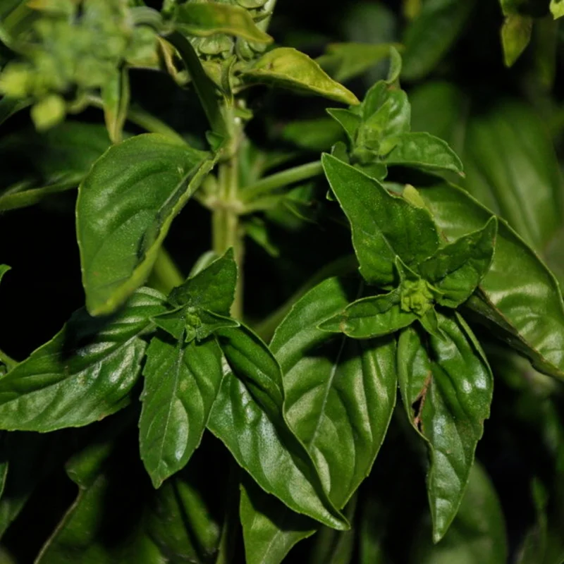 Basil and Tulsis - Large Leaf