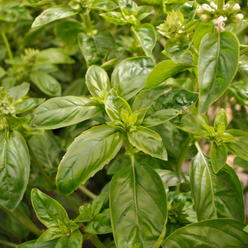 Basil and Tulsis - Large Leaf