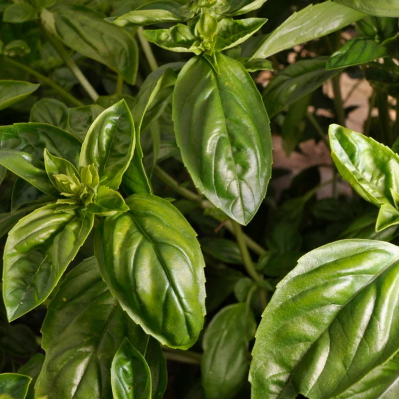 Basil and Tulsis - Large Leaf