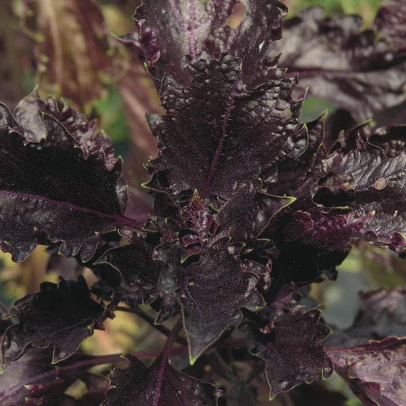 Basil and Tulsis - Purple Ruffles