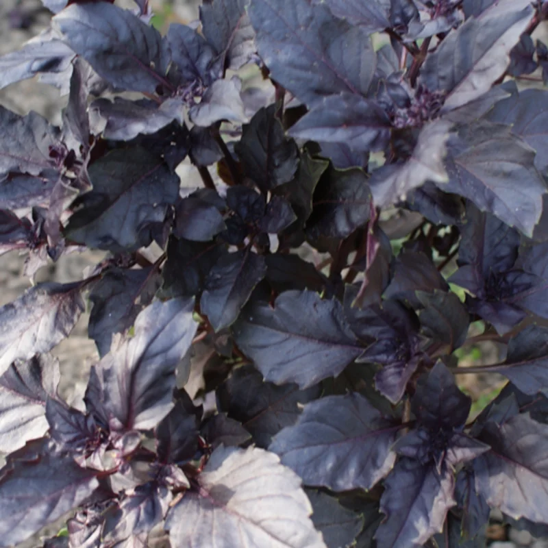 Basil and Tulsis - Purple Ruffles