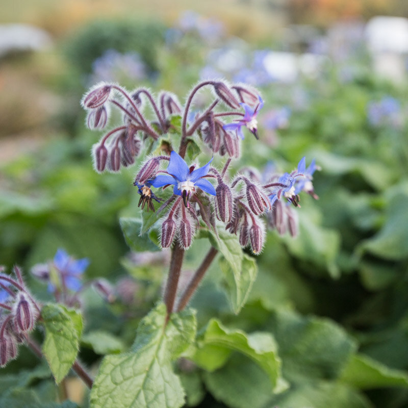 Starflower - Blue Flowers