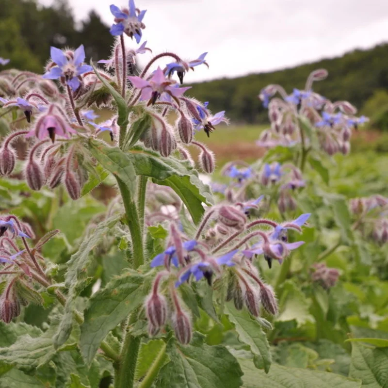 Starflower - Blue Flowers