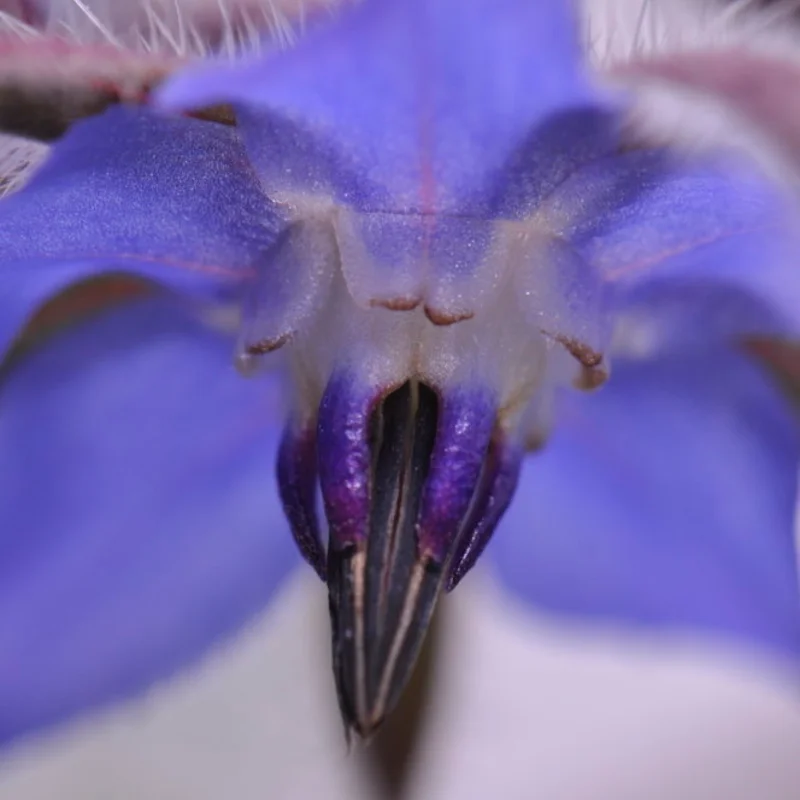 Starflower - Blue Flowers