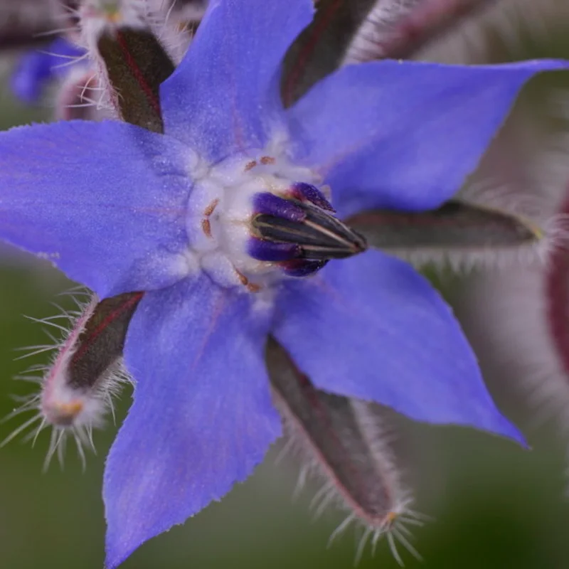 Starflower - Blue Flowers