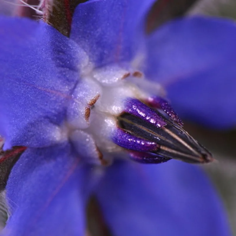 Starflower - Blue Flowers