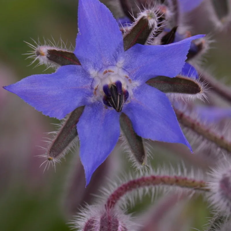 Starflower - Blue Flowers