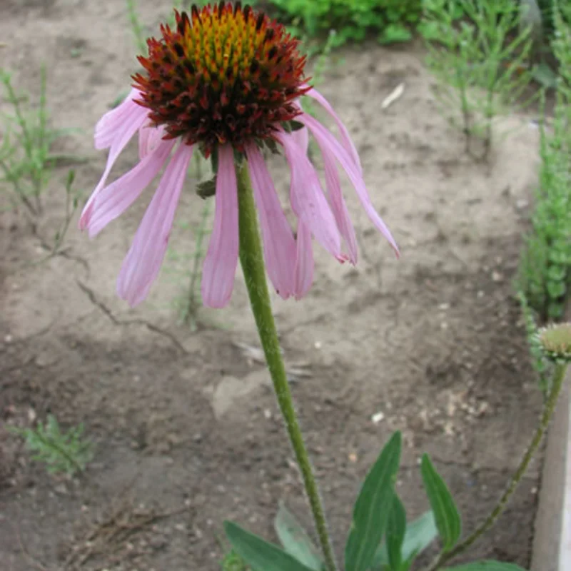 Echinacea - Echinacea angustifolia