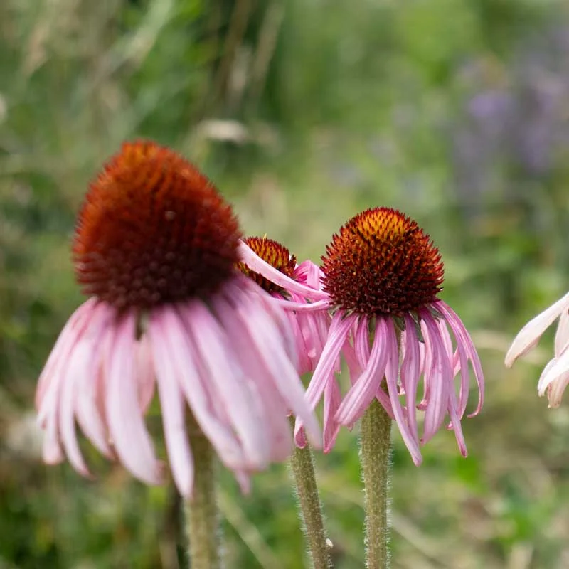 Echinacea - Echinacea angustifolia