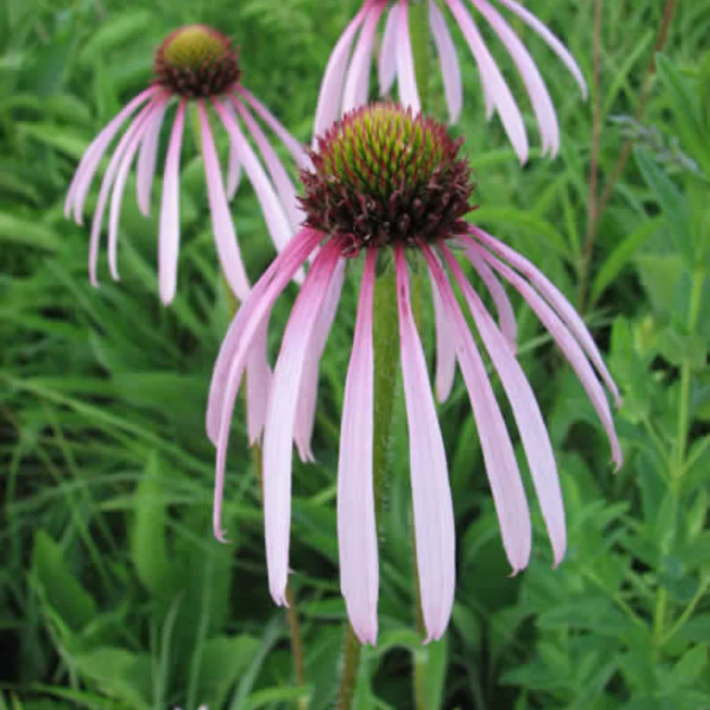 Echinacea - Pale Purple Echinacea