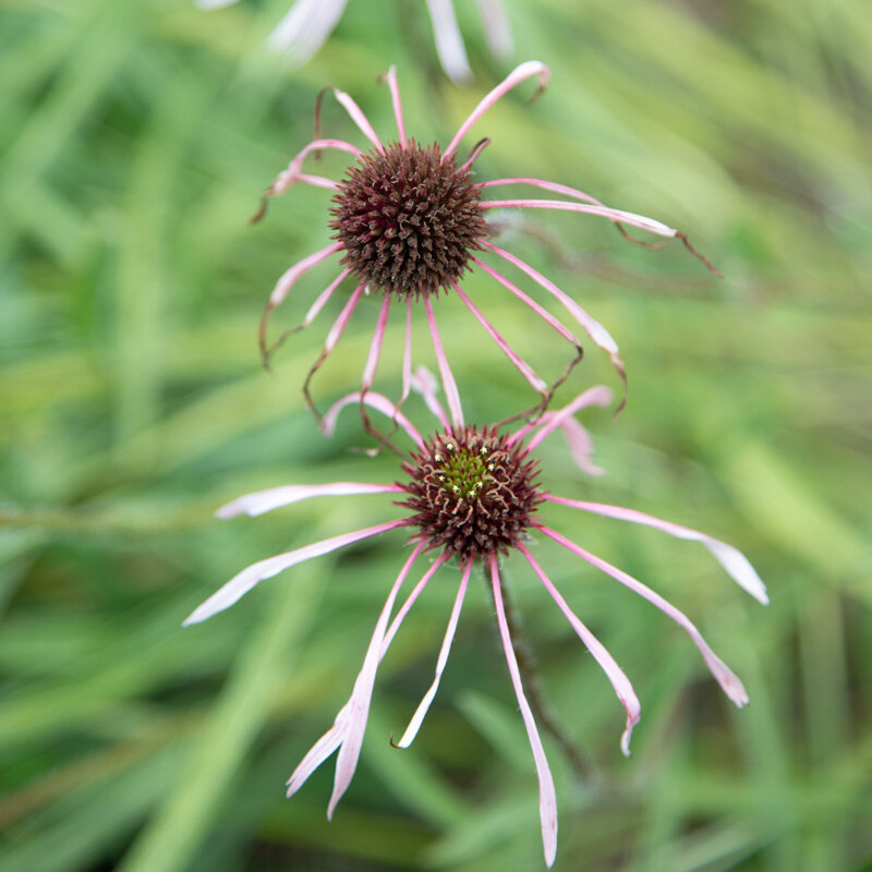 Echinacea - Pale Purple Echinacea