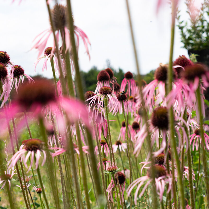 Echinacea - Pale Purple Echinacea