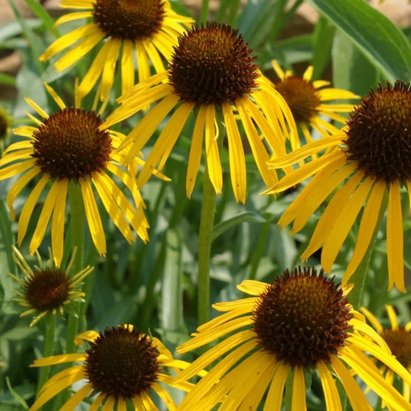 Echinacea - Echinacea paradoxa