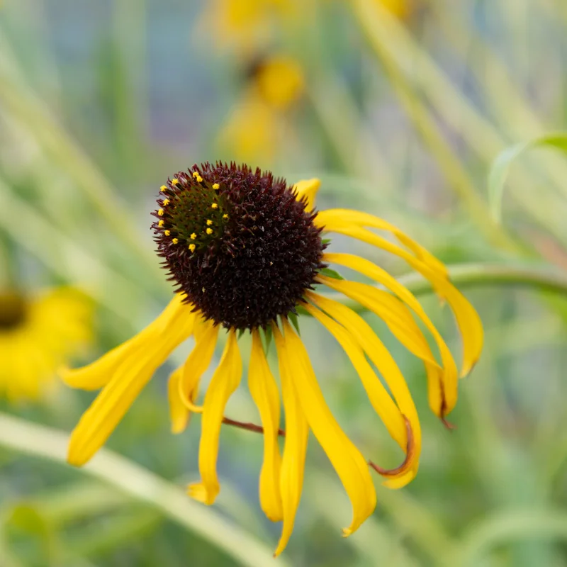 Echinacea - Echinacea paradoxa