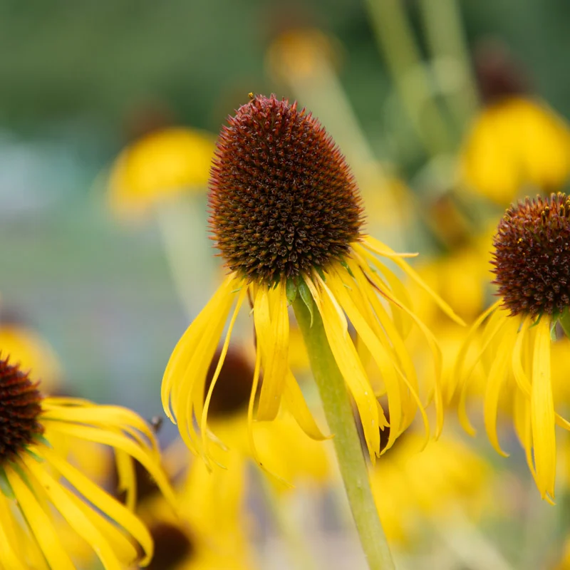 Echinacea - Echinacea paradoxa