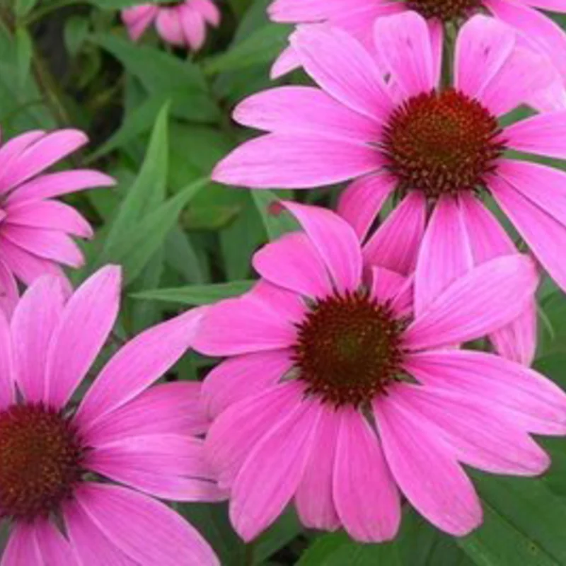 Echinacea - Echinacea purpurea