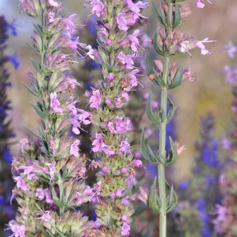 Hyssop - Hyssopus officinalis