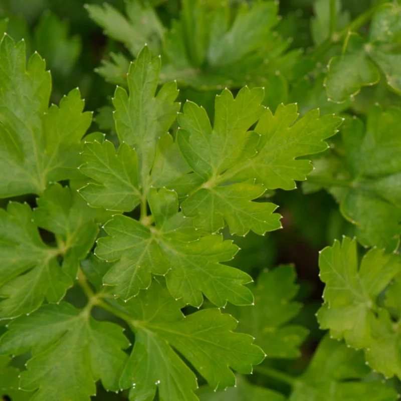 Parsley - Flat Leaf