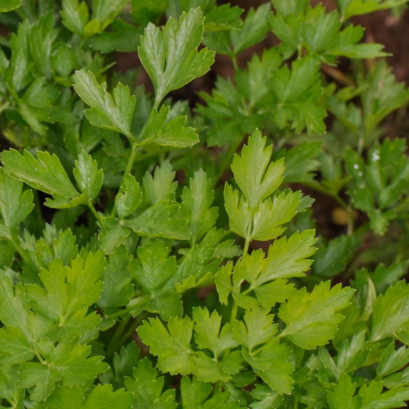 Parsley - Flat Leaf