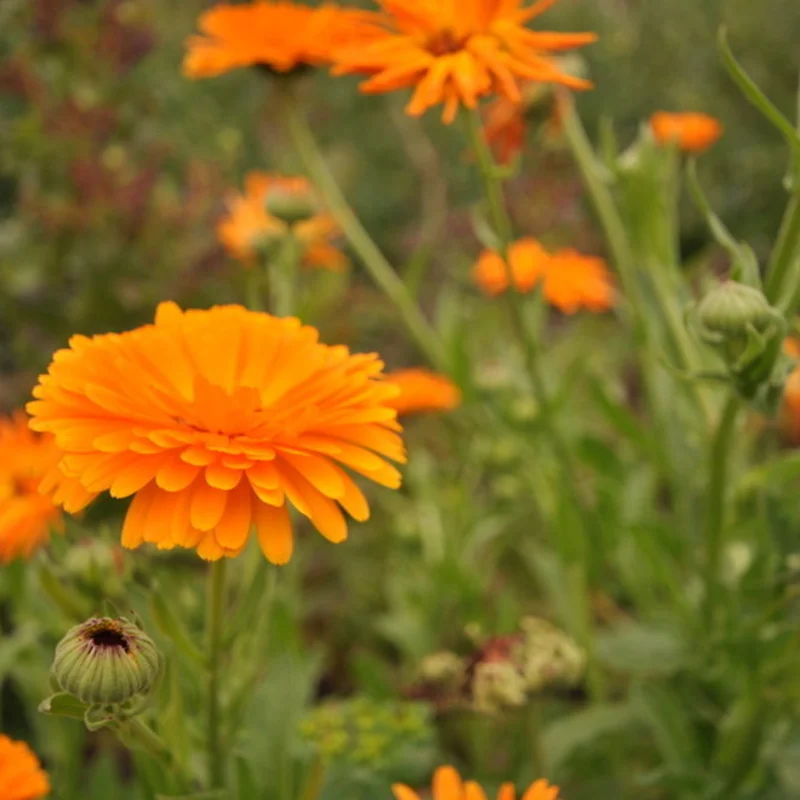 Marigold - Officinalis