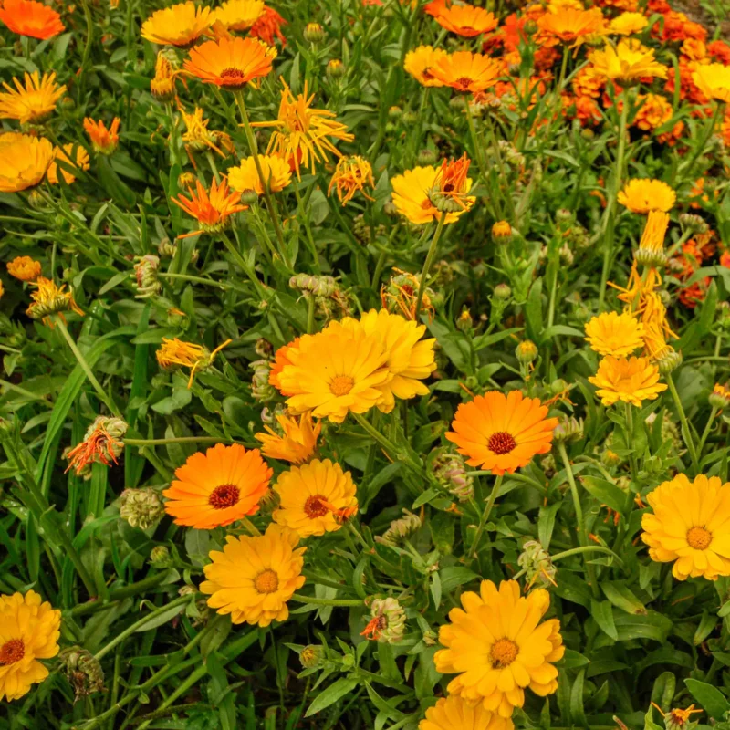 Marigold - Officinalis