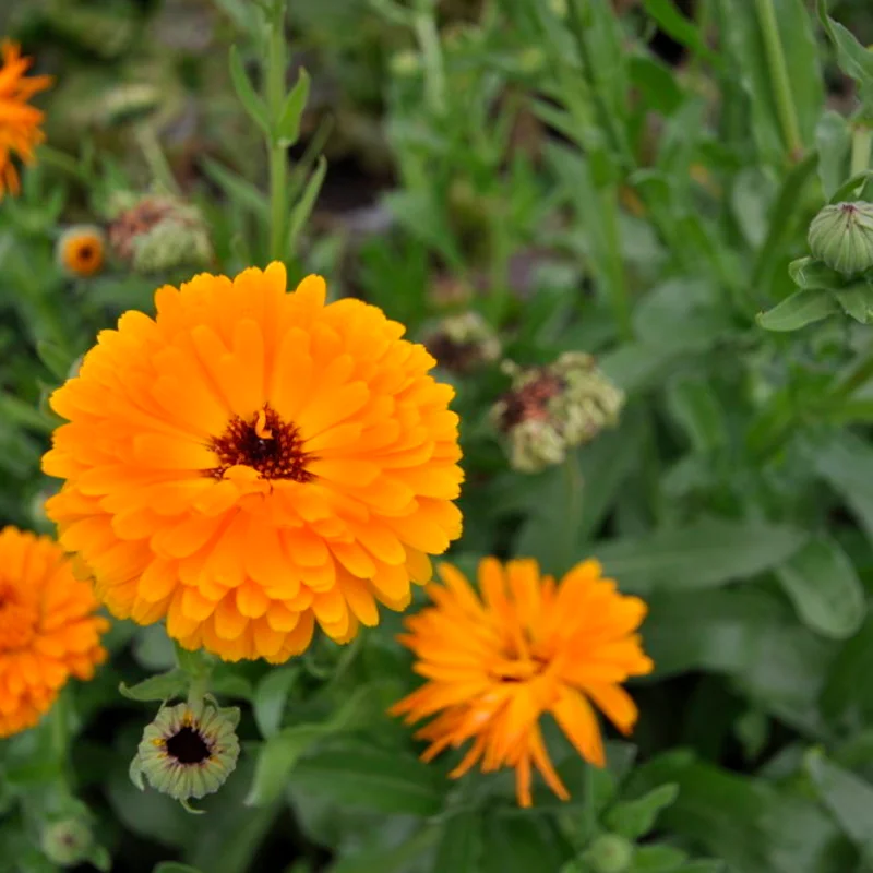 Marigold - Officinalis