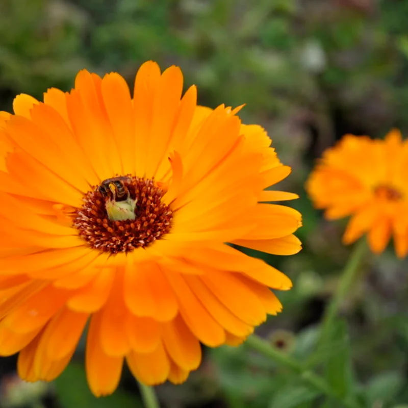 Marigold - Officinalis