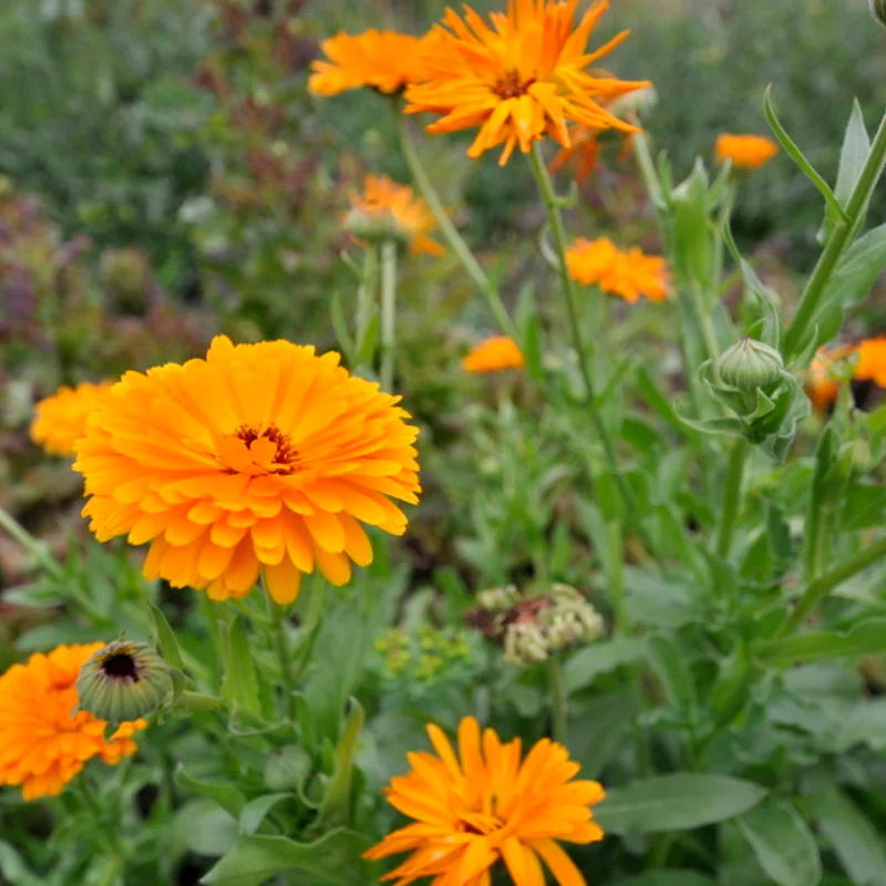 Marigold - Officinalis