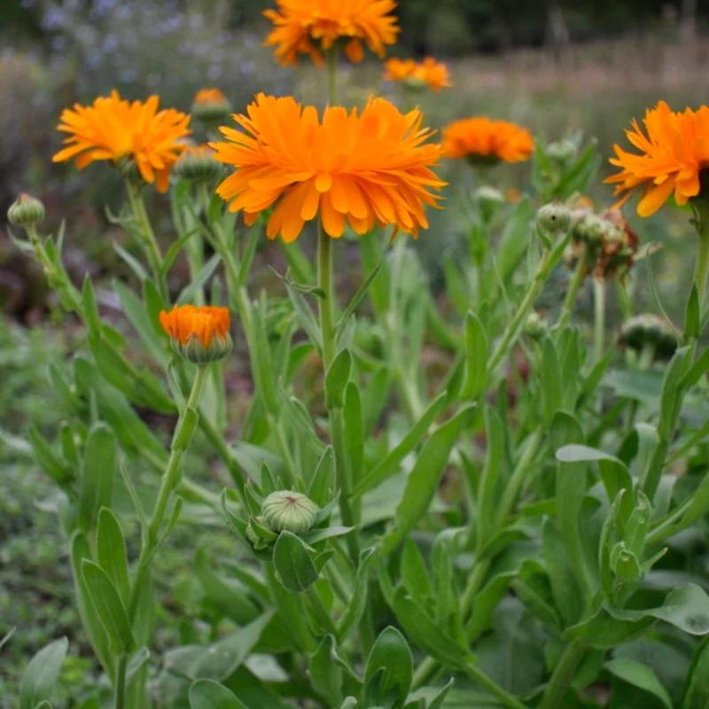 Marigold - Officinalis