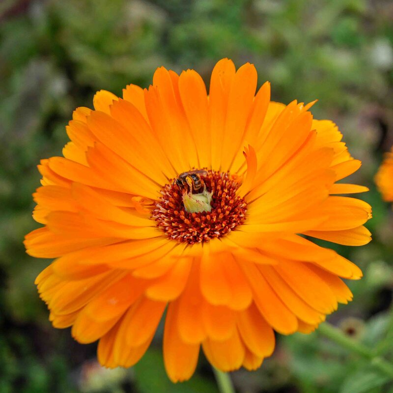 Marigold - Officinalis