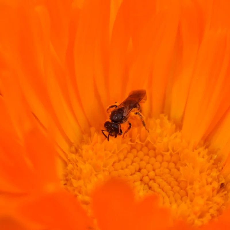 Marigold - Officinalis