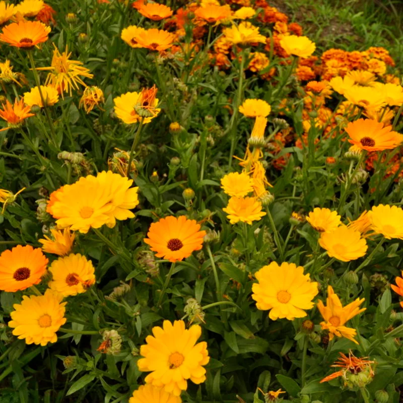 Marigold - Officinalis