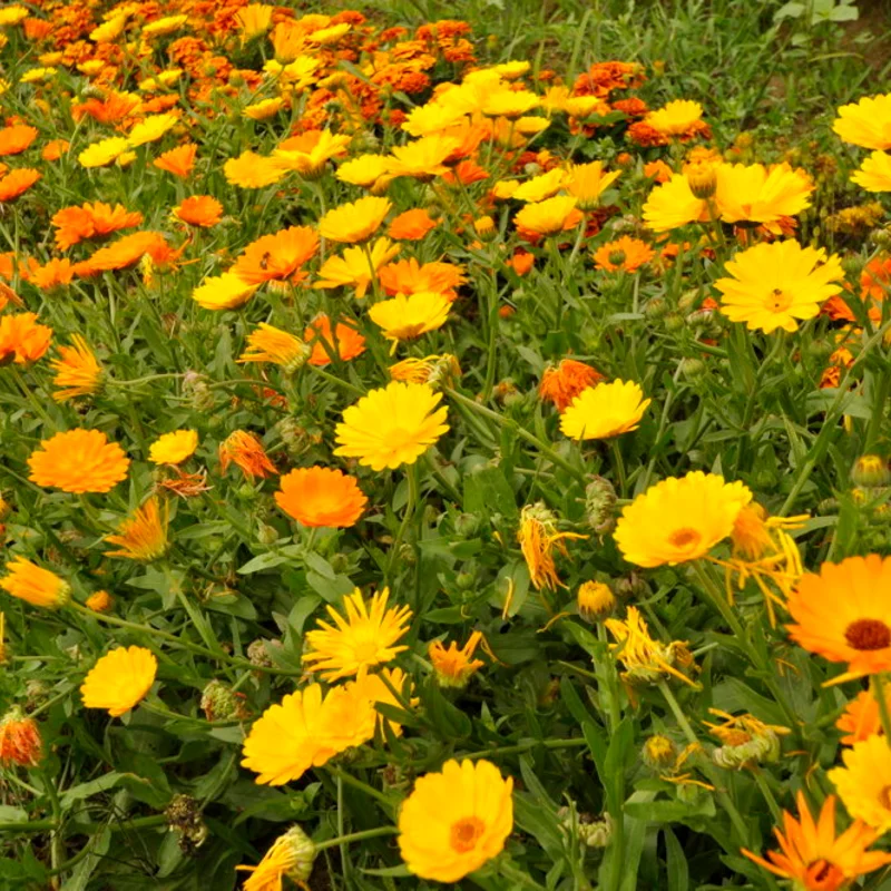 Marigold - Officinalis