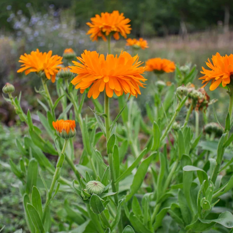 Marigold - Officinalis