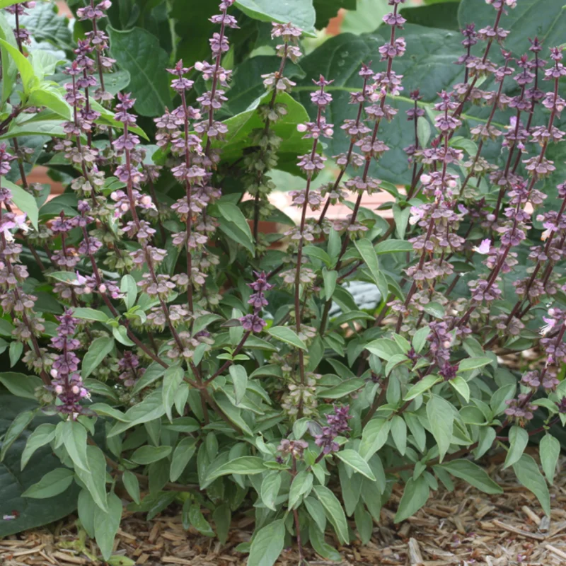 Basil and Tulsis - Anise