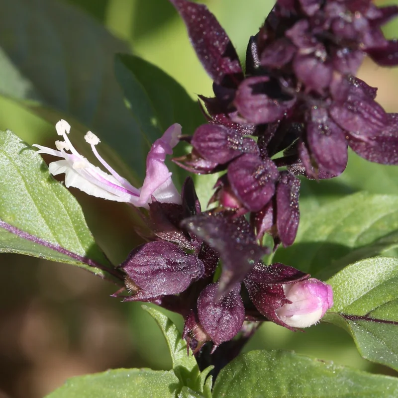 Basil and Tulsis - Anise