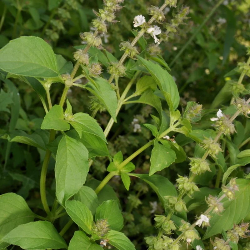 Basil and Tulsis - Anise