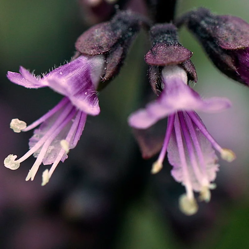 Basil and Tulsis - New Guinea